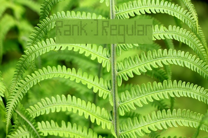 Rank:] Regular Example 3