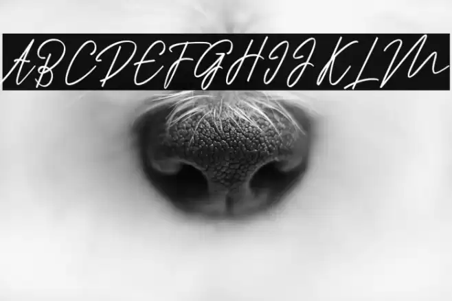 Ranuella Font examples