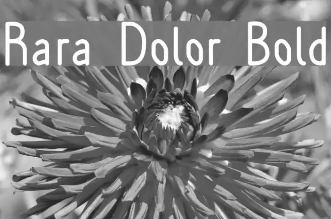 Rara Dolor Bold Font examples