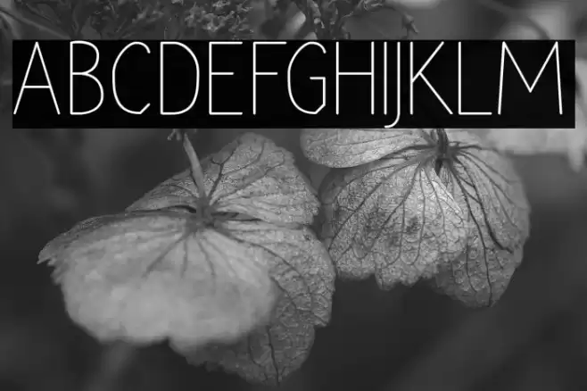 Rara Dolor Font examples