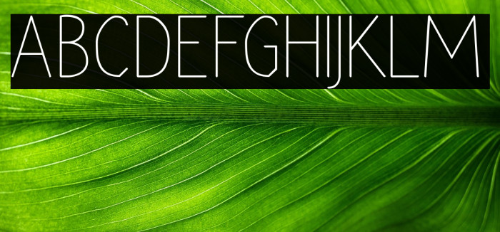 Rara Dolor Example 3