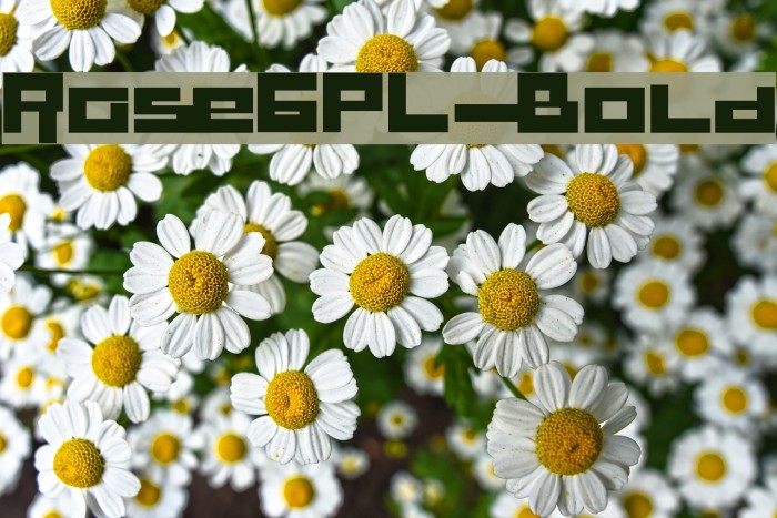 RaseGPL-Bold Font examples