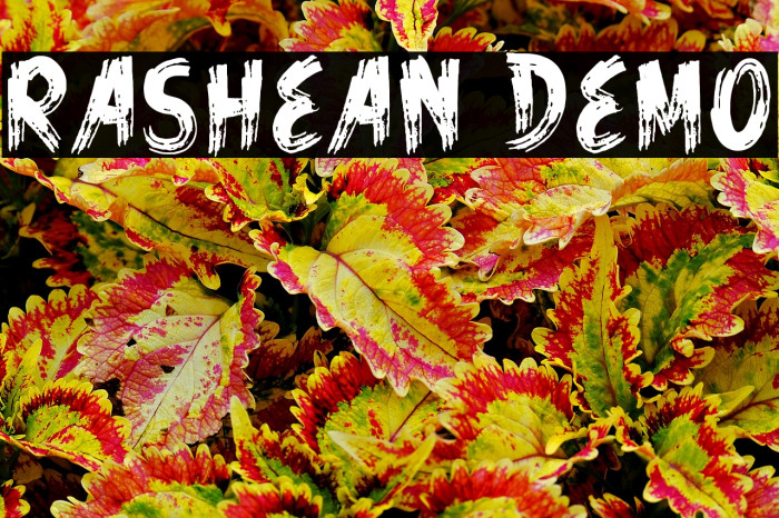 Rashean Demo Example 2