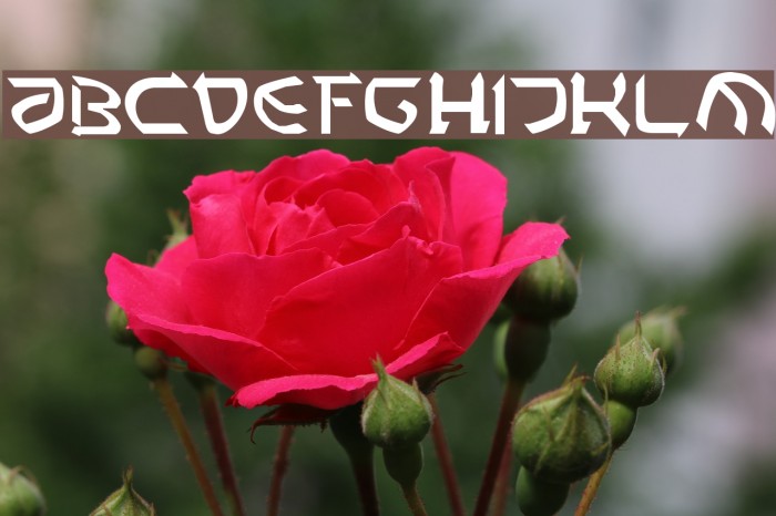 Rashela Font examples