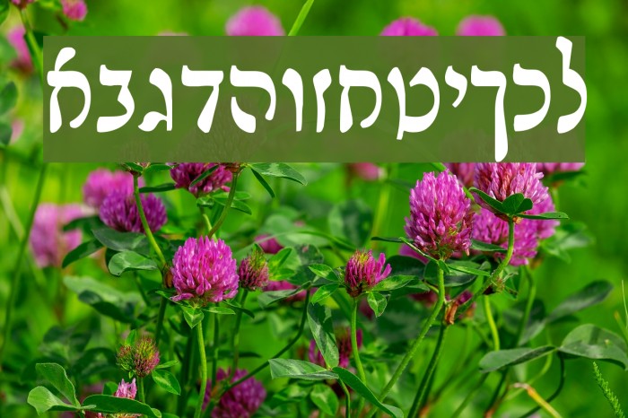 Rashi Font examples