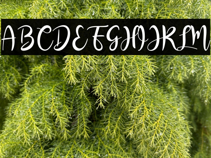 RashidaScript Example 3