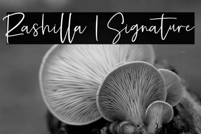 Rashilla | Signature Font examples