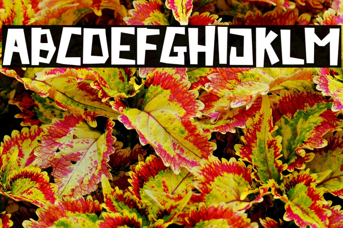 Rasic-Life Example 3