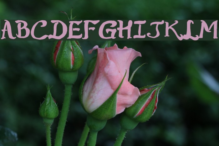 Raslens Shaa Abedossen Font examples