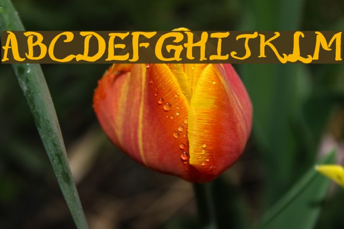 Raslens Shaa Abedossen Font examples