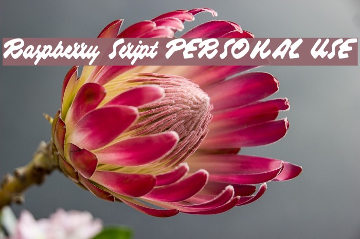 Raspberry Script PERSONAL USE Example 1