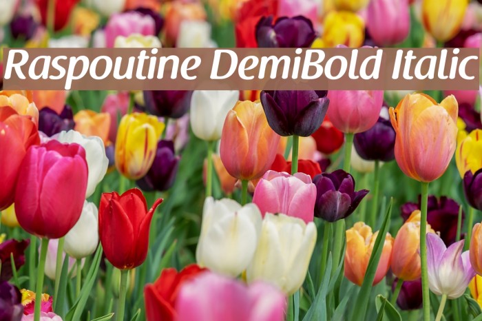 Raspoutine DemiBold Italic Font examples