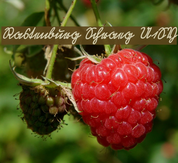 Rastenburg Schraeg U1SY Example 2