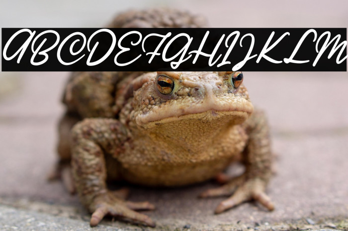 Ratilla Script Regular Example 1