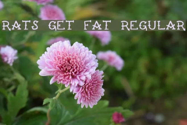 Rats Get Fat Regular Example 3
