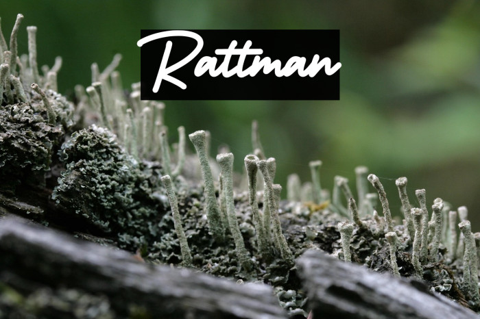 Rattman Example 3