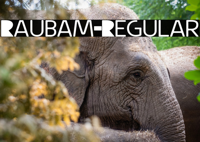 Raubam-Regular Example 1