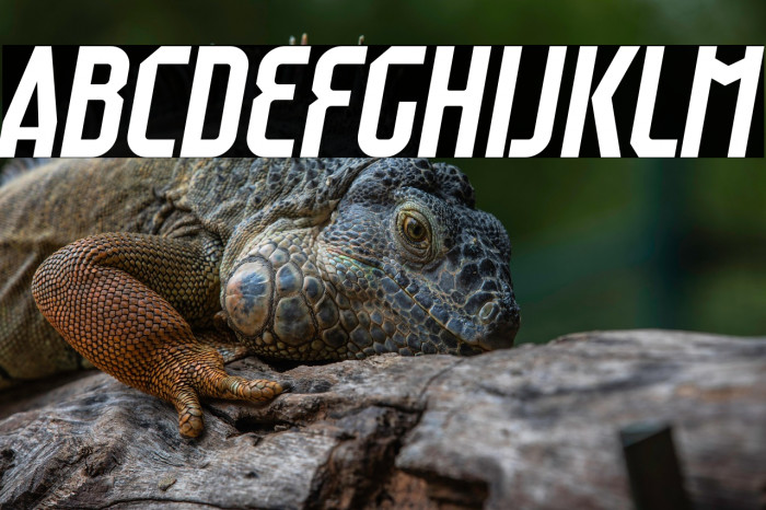 Raumdeuter Italic Example 1