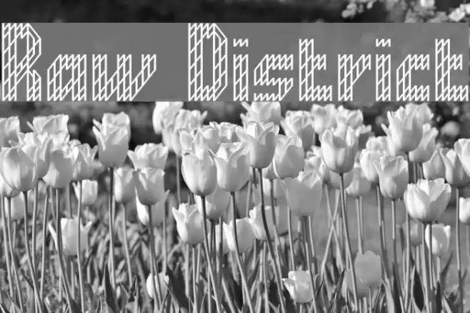 Raw District Font examples