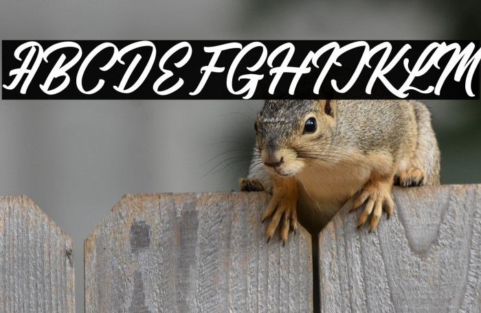 Raymont Qalimba Example 2