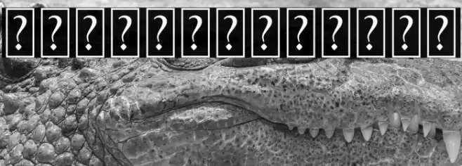 Raynoss Swash Font examples