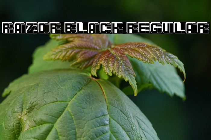 Razor Black Regular Example 1