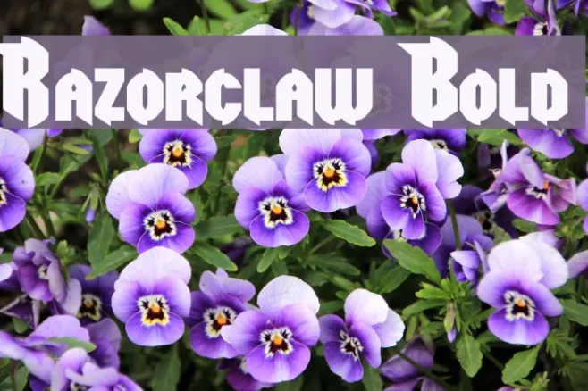 Razorclaw Bold Example 3