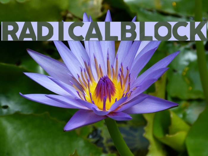 radicalblock फ़ॉन्ट examples