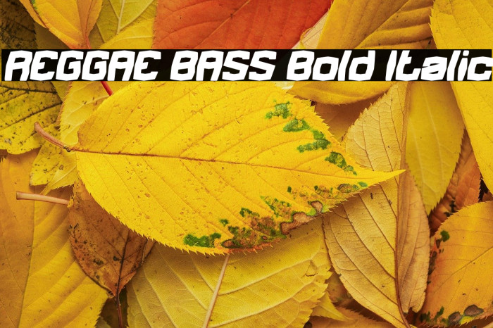 REGGAE BASS Bold Italic Example 1