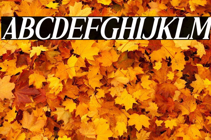 RELLIALE Italic Example 3