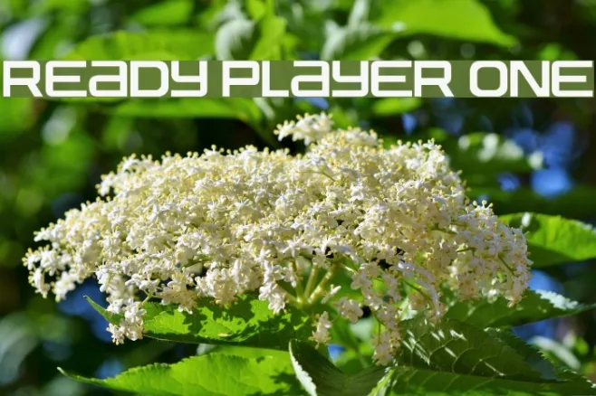 Ready Player One Example 2