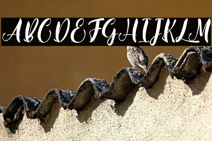 Real Gipsy - Personal Use Example 2