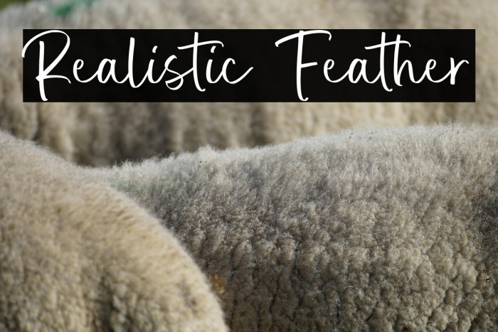 Realistic Feather Example 3