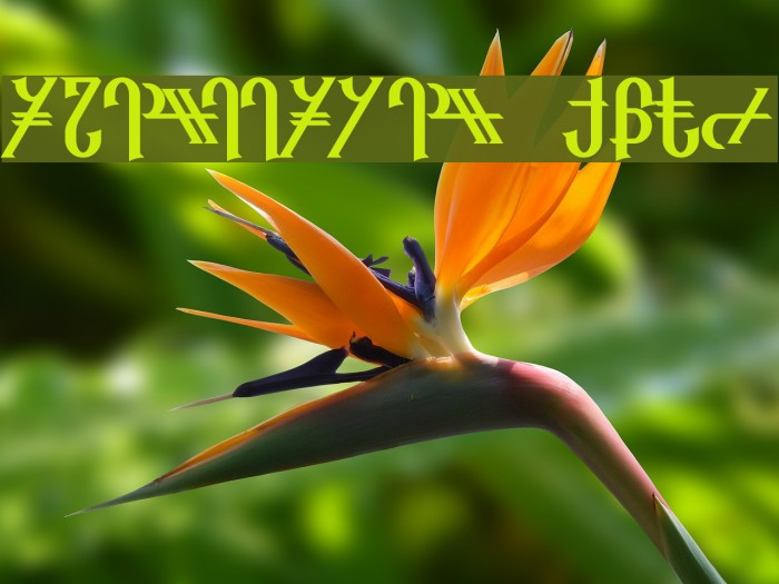 Reanaarian Bold Example 1