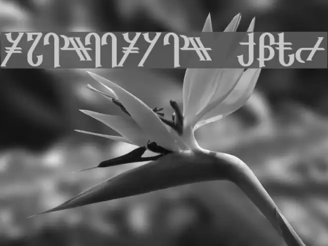 Reanaarian Bold Font examples