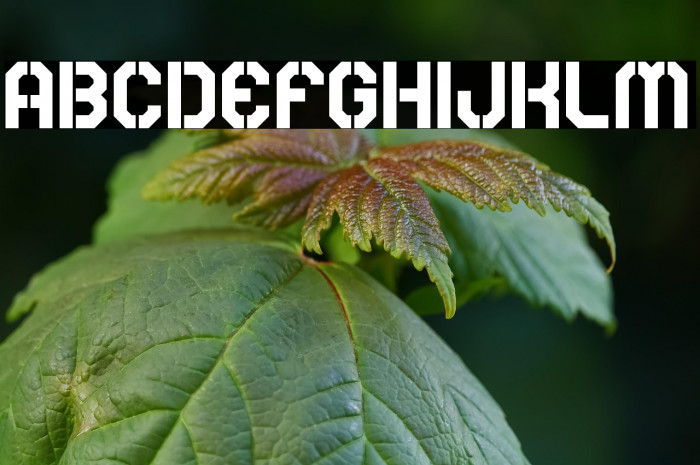 Rear Defender Example 3