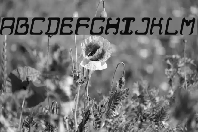 Reaver Italic Font examples