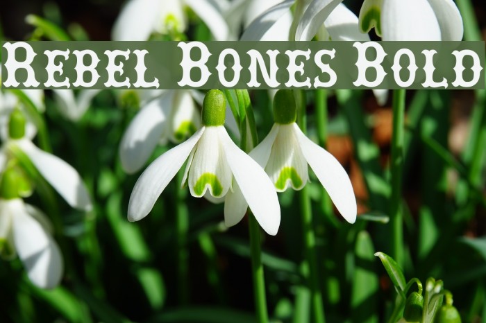 Rebel Bones Bold Font examples