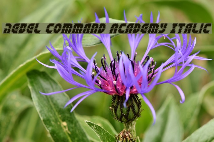 Rebel Command Academy Italic Font examples