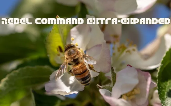 Rebel Command Extra-expanded Example 2