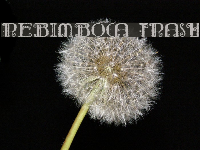 Rebimboca Trash Font examples