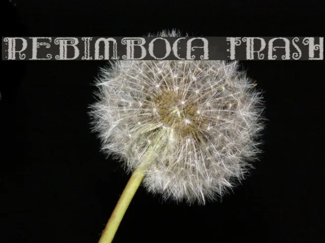 Rebimboca Trash Example 3