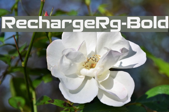 RechargeRg-Bold Example 3