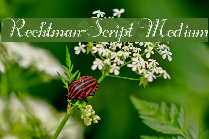 Rechtman-Script Medium Font examples