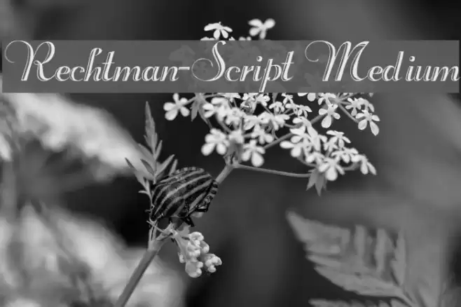 Rechtman-Script Medium フォント examples