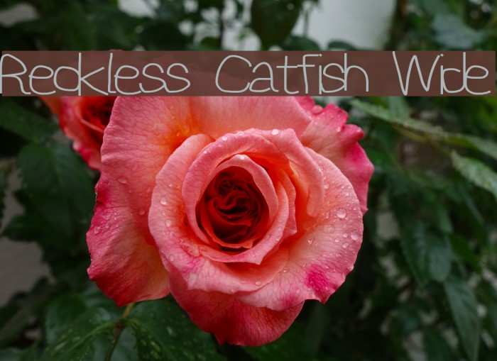 Reckless Catfish Wide Font examples