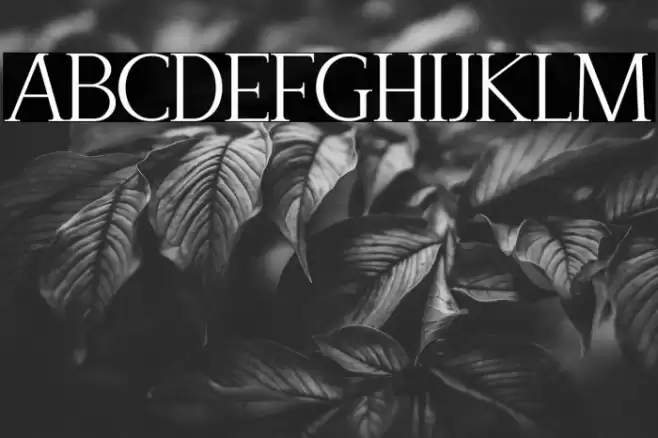 Recoba Font examples