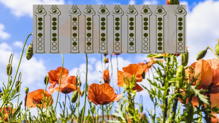 RecorderFace Example 3