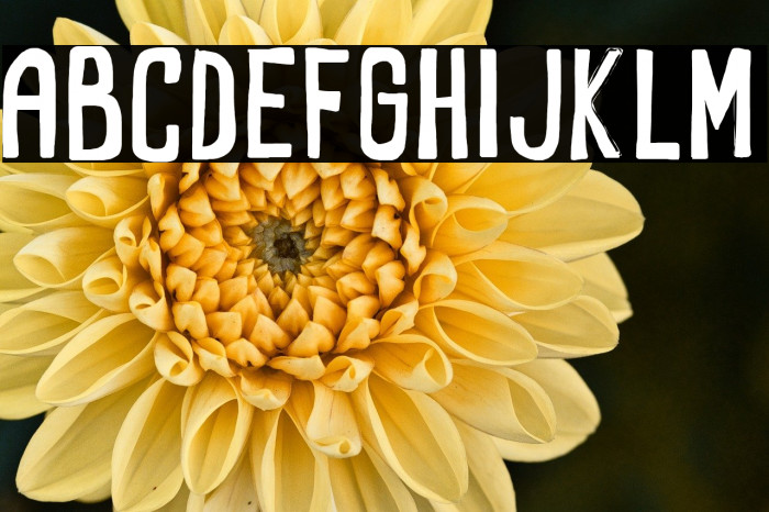 RectoFilled Example 2