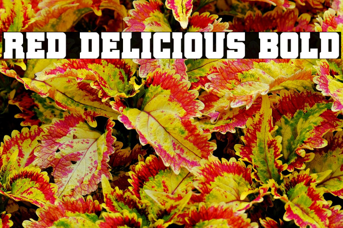 Red Delicious Bold Example 3